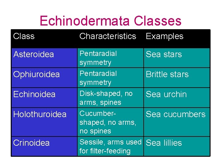 Echinodermata Classes Class Characteristics Examples Asteroidea Pentaradial symmetry Sea stars Ophiuroidea Pentaradial symmetry Disk-shaped,