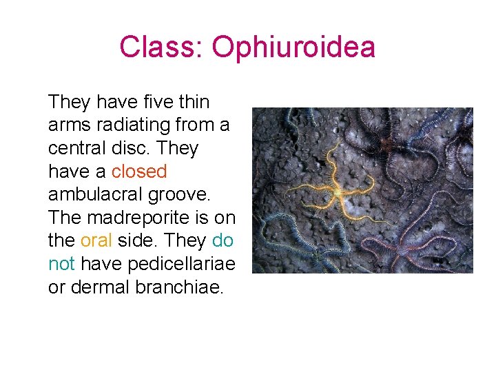 Class: Ophiuroidea They have five thin arms radiating from a central disc. They have