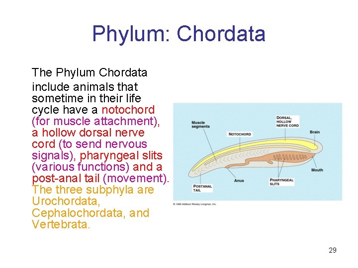 Phylum: Chordata The Phylum Chordata include animals that sometime in their life cycle have