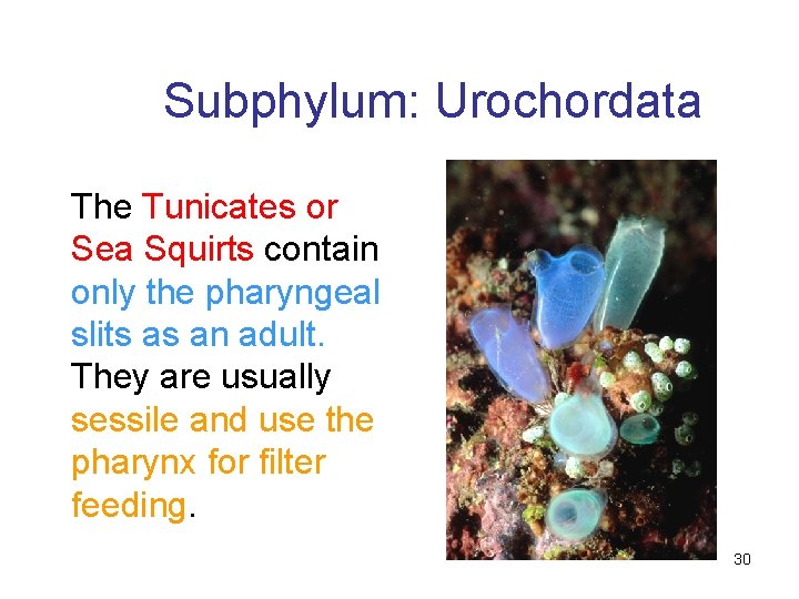 Subphylum: Urochordata The Tunicates or Sea Squirts contain only the pharyngeal slits as an