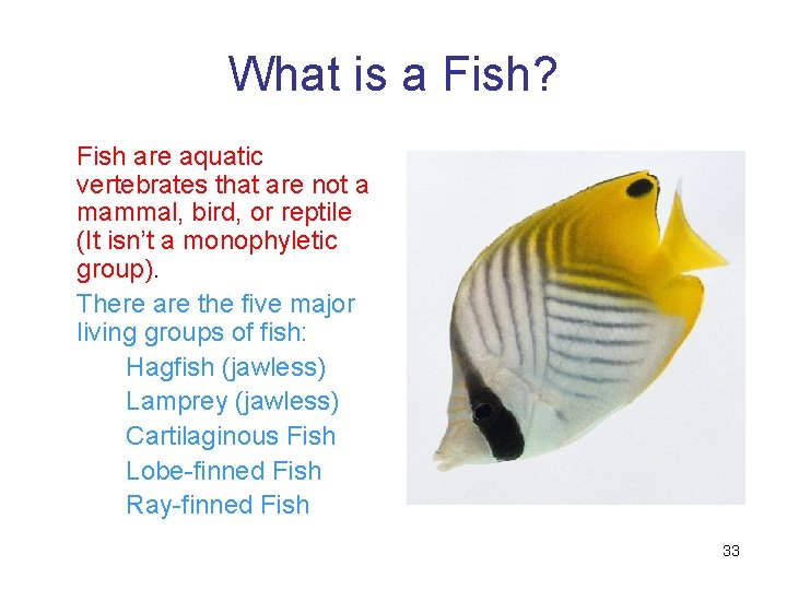 What is a Fish? Fish are aquatic vertebrates that are not a mammal, bird,