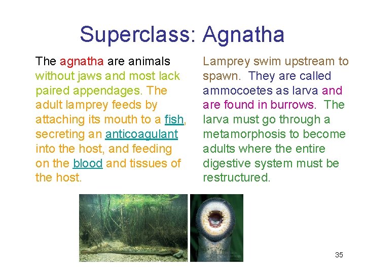 Superclass: Agnatha The agnatha are animals without jaws and most lack paired appendages. The