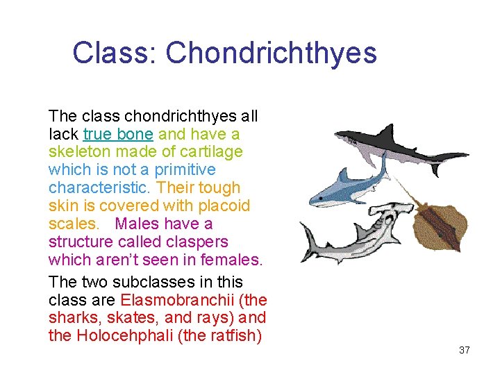 Class: Chondrichthyes The class chondrichthyes all lack true bone and have a skeleton made