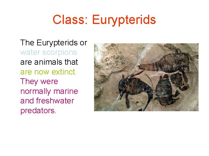 Class: Eurypterids The Eurypterids or water scorpions are animals that are now extinct. They