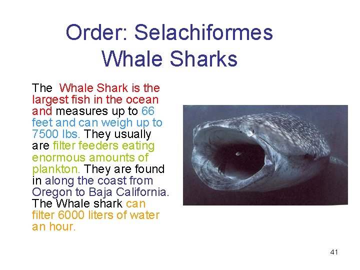 Order: Selachiformes Whale Sharks The Whale Shark is the largest fish in the ocean