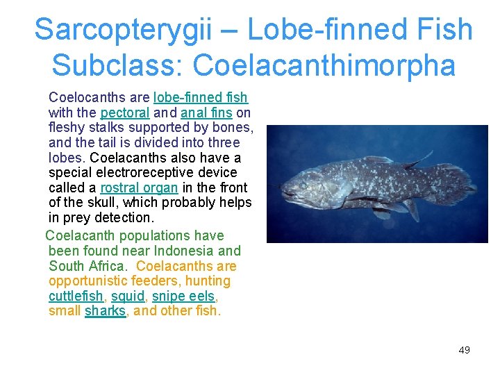 Sarcopterygii – Lobe-finned Fish Subclass: Coelacanthimorpha Coelocanths are lobe-finned fish with the pectoral and