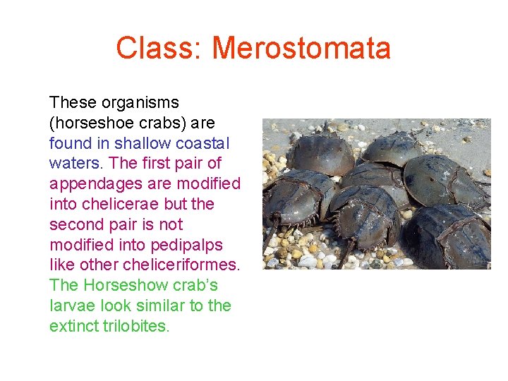 Class: Merostomata These organisms (horseshoe crabs) are found in shallow coastal waters. The first