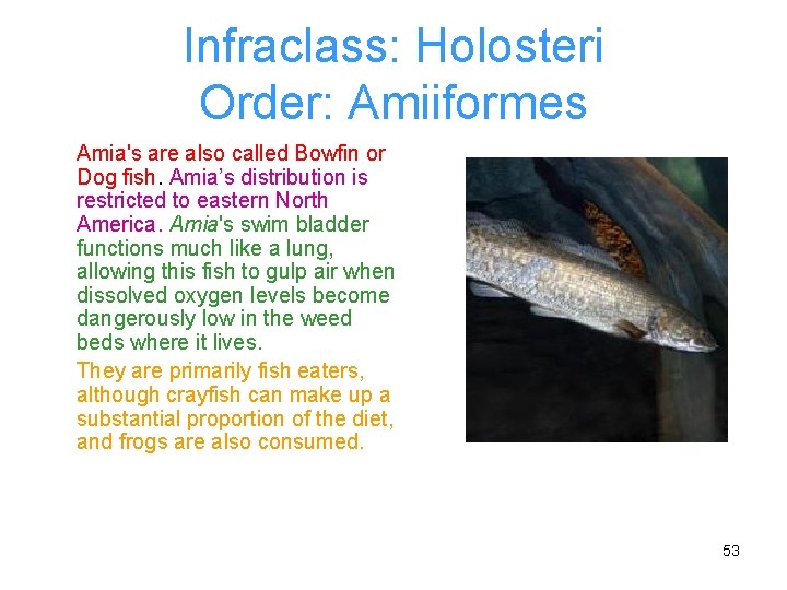 Infraclass: Holosteri Order: Amiiformes Amia's are also called Bowfin or Dog fish. Amia’s distribution