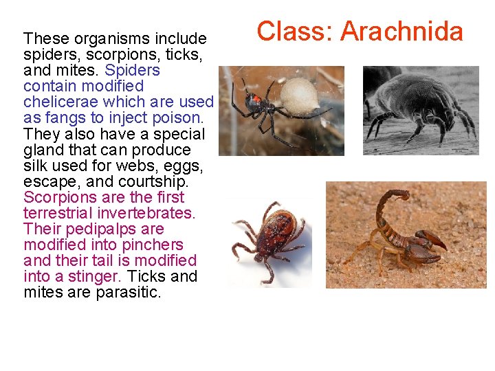 These organisms include spiders, scorpions, ticks, and mites. Spiders contain modified chelicerae which are
