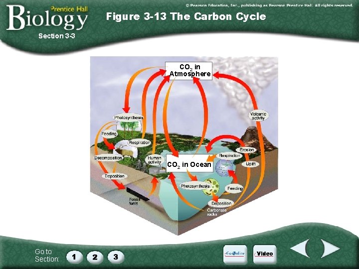 Figure 3 -13 The Carbon Cycle Section 3 -3 CO 2 in Atmosphere CO