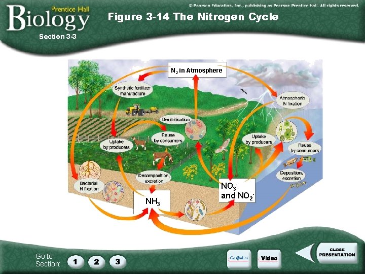 Figure 3 -14 The Nitrogen Cycle Section 3 -3 N 2 in Atmosphere NH