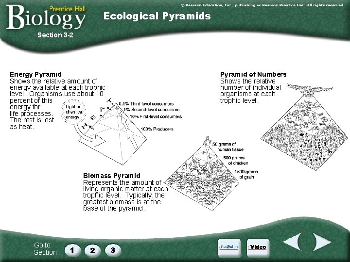 Ecological Pyramids Section 3 -2 Energy Pyramid Shows the relative amount of energy available