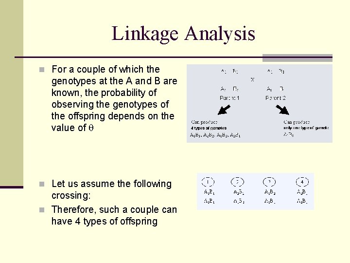 Linkage Analysis n For a couple of which the genotypes at the A and