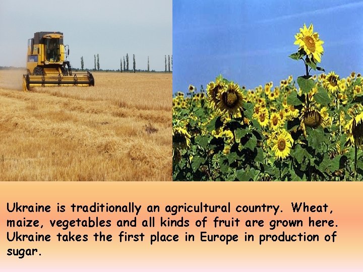 Ukraine is traditionally an agricultural country. Wheat, maize, vegetables and all kinds of fruit