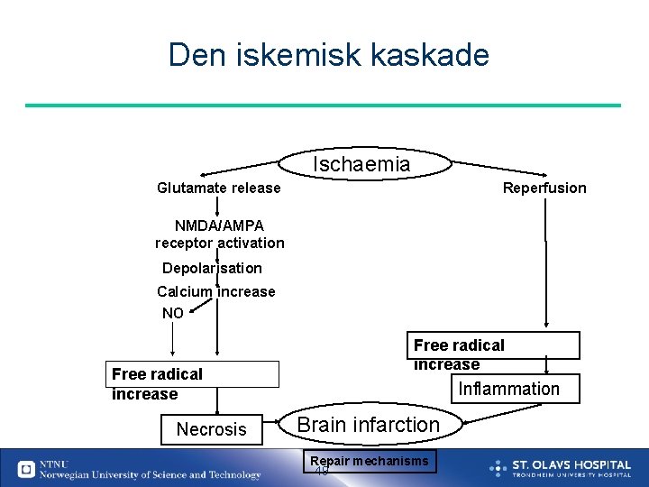 Den iskemisk kaskade Ischaemia Glutamate release Reperfusion NMDA/AMPA receptor activation Depolarisation Calcium increase NO