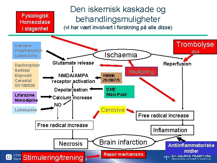 Fysiologisk Homeostase i slagenhet Den iskemisk kaskade og behandlingsmuligheter (vi har vært involvert i