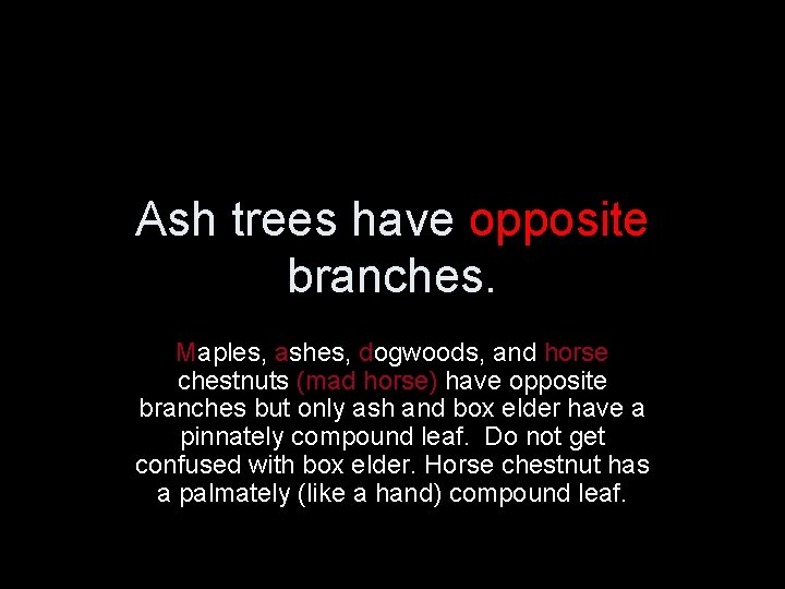 Ash trees have opposite branches. Maples, ashes, dogwoods, and horse chestnuts (mad horse) have
