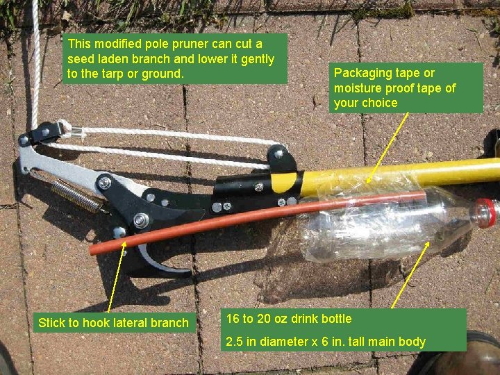 This modified pole pruner can cut a seed laden branch and lower it gently