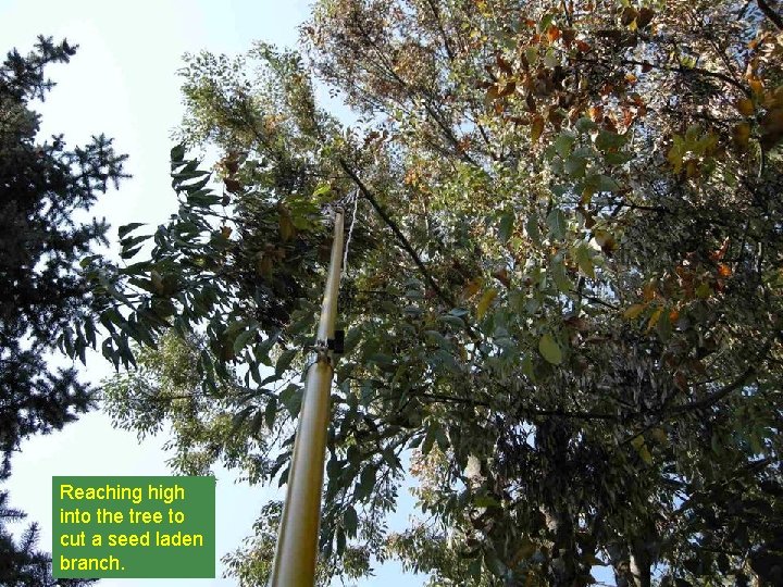 Reaching high into the tree to cut a seed laden branch. 