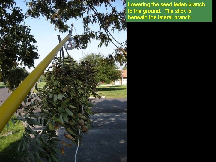 Lowering the seed laden branch to the ground. The stick is beneath the lateral