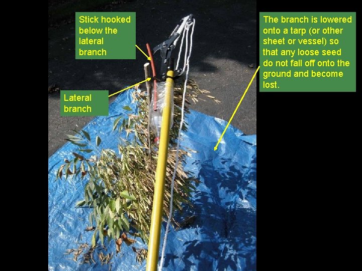 Stick hooked below the lateral branch Lateral branch The branch is lowered onto a
