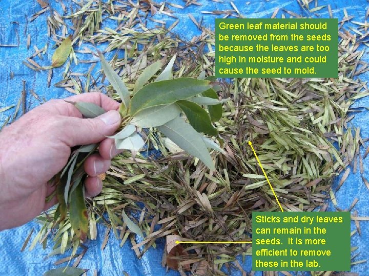 Green leaf material should be removed from the seeds because the leaves are too