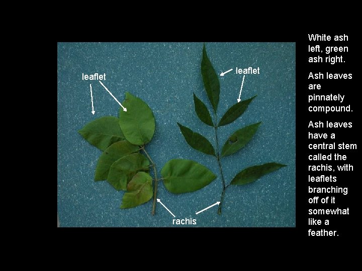 White ash left, green ash right. leaflet rachis Ash leaves are pinnately compound. Ash