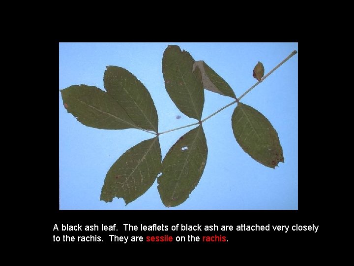 A black ash leaf. The leaflets of black ash are attached very closely to