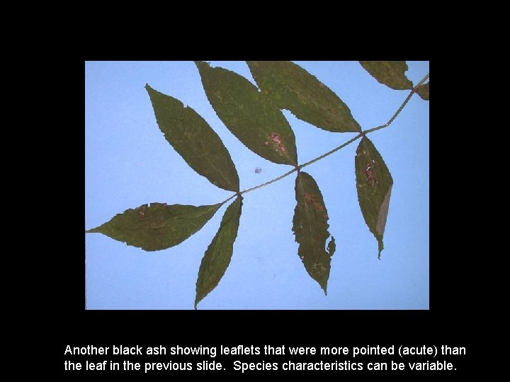 Another black ash showing leaflets that were more pointed (acute) than the leaf in