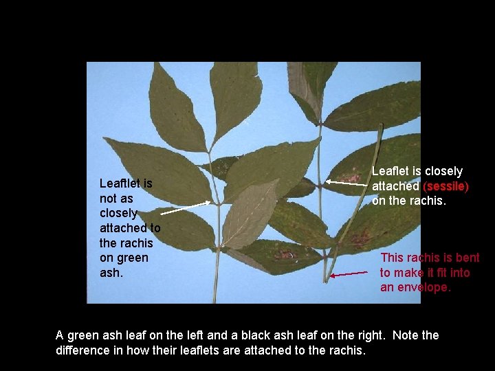 Leaftlet is not as closely attached to the rachis on green ash. Leaflet is