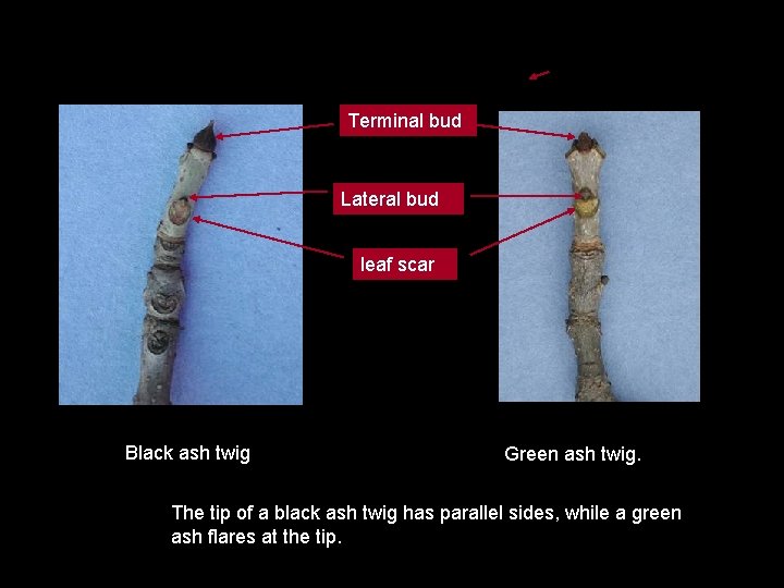 Terminal bud Lateral bud leaf scar Black ash twig Green ash twig. The tip