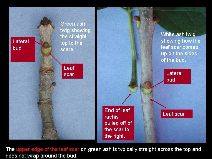 Lateral bud Green ash twig showing the straight top to the scare. White ash