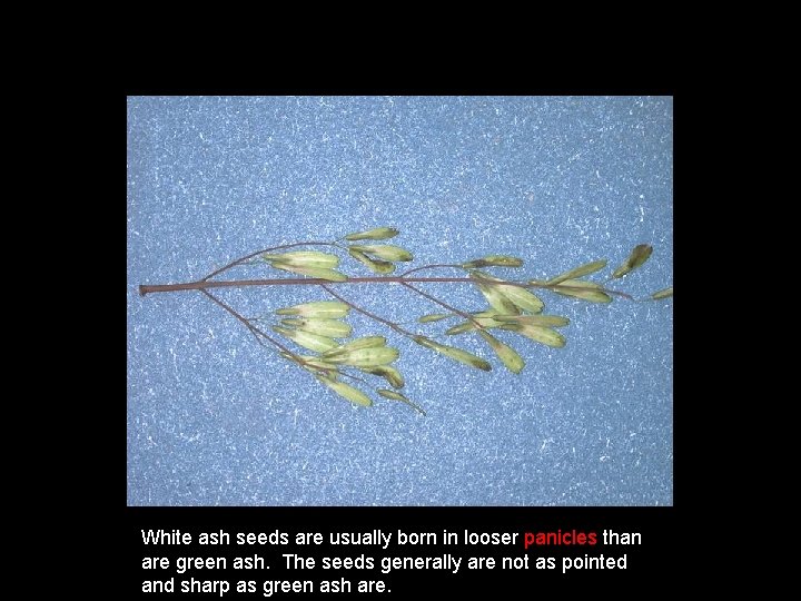 White ash seeds are usually born in looser panicles than are green ash. The