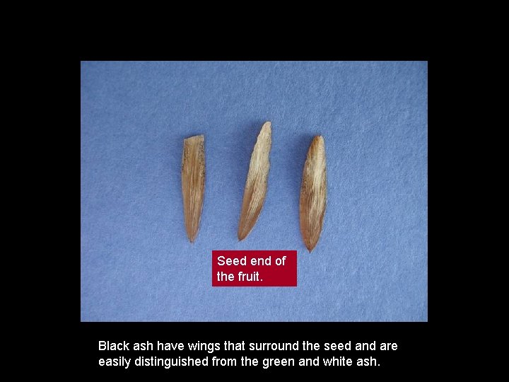 Seed end of the fruit. Black ash have wings that surround the seed and