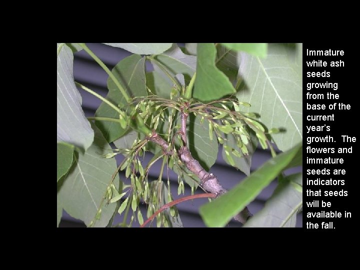 Immature white ash seeds growing from the base of the current year’s growth. The