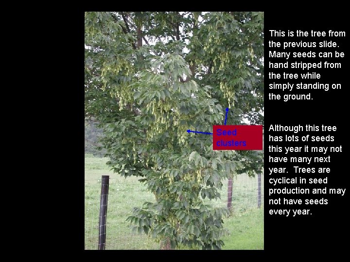 This is the tree from the previous slide. Many seeds can be hand stripped