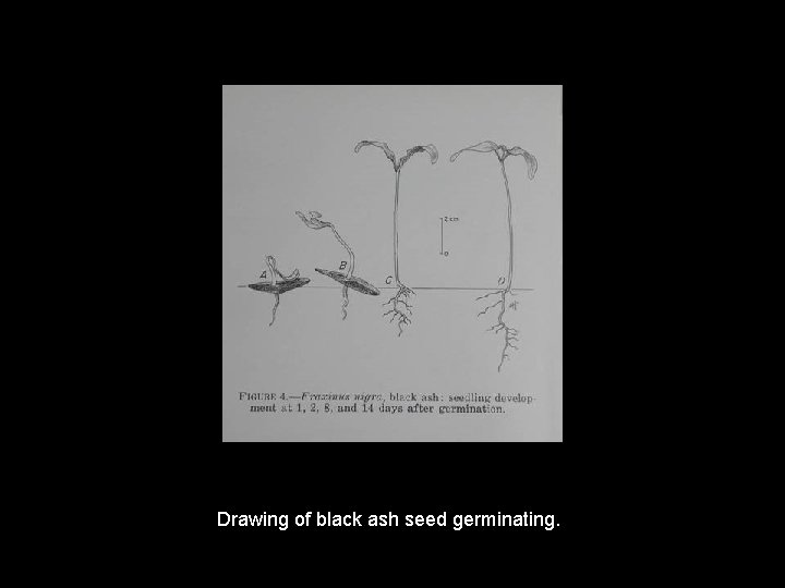 Drawing of black ash seed germinating. 