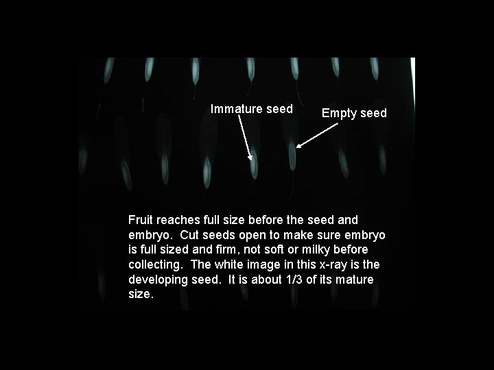 Immature seed Empty seed Fruit reaches full size before the seed and embryo. Cut