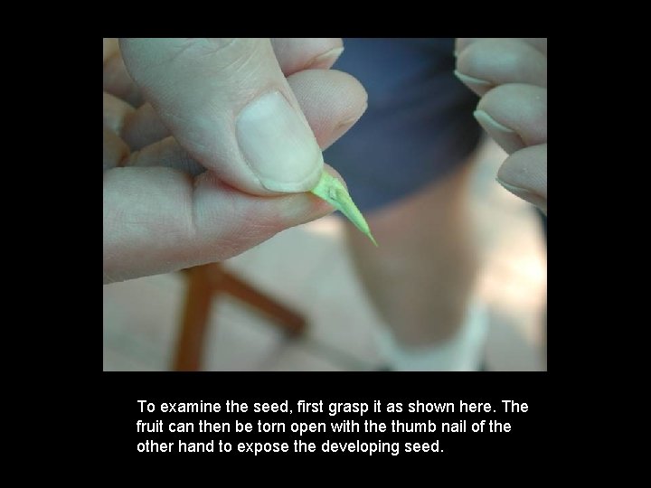 To examine the seed, first grasp it as shown here. The fruit can then