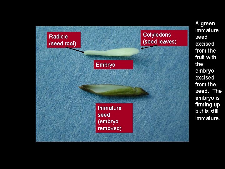 Cotyledons (seed leaves) Radicle (seed root) Embryo Immature seed (embryo removed) A green immature