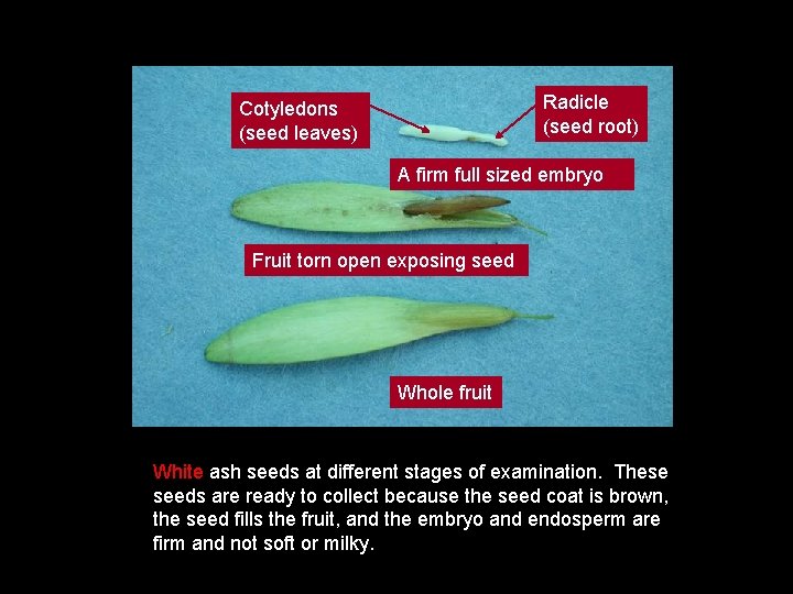 Radicle (seed root) Cotyledons (seed leaves) A firm full sized embryo Fruit torn open