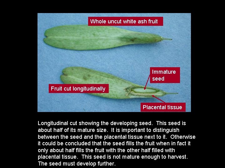 Whole uncut white ash fruit Immature seed Fruit cut longitudinally Placental tissue Longitudinal cut