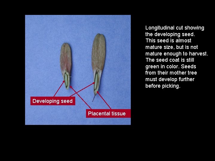 Longitudinal cut showing the developing seed. This seed is almost mature size, but is