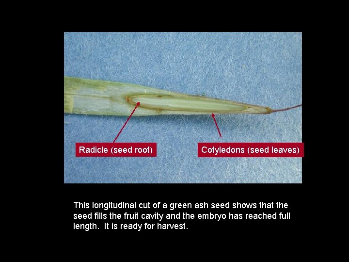 Radicle (seed root) Cotyledons (seed leaves) This longitudinal cut of a green ash seed