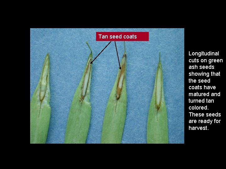 Tan seed coats Longitudinal cuts on green ash seeds showing that the seed coats