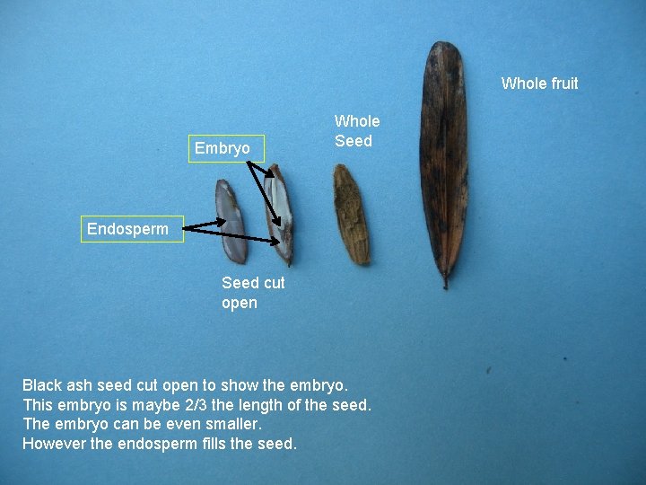 Whole fruit Embryo Whole Seed Endosperm Seed cut open Black ash seed cut open