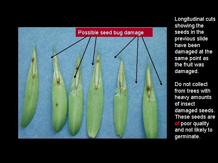Possible seed bug damage Longitudinal cuts showing the seeds in the previous slide have