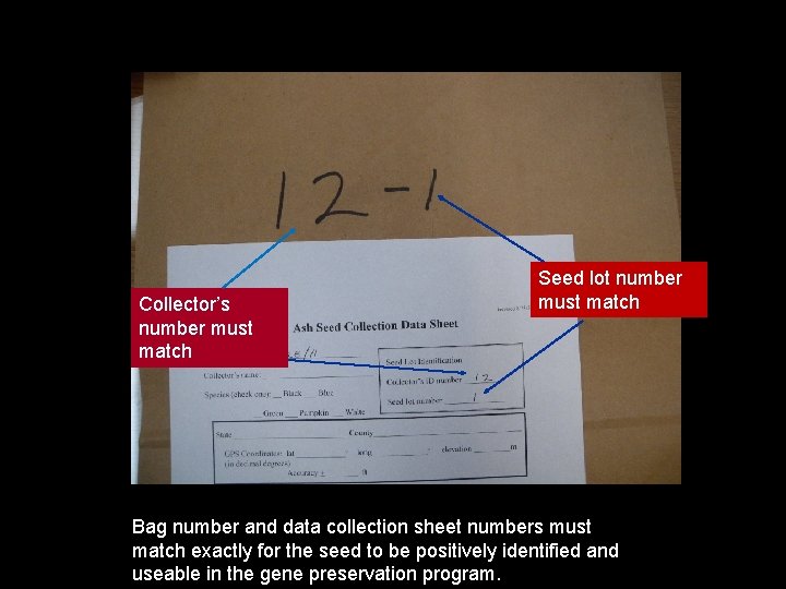 Collector’s number must match Seed lot number must match Bag number and data collection