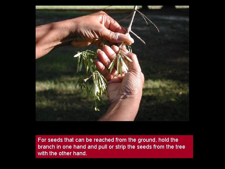 For seeds that can be reached from the ground, hold the branch in one