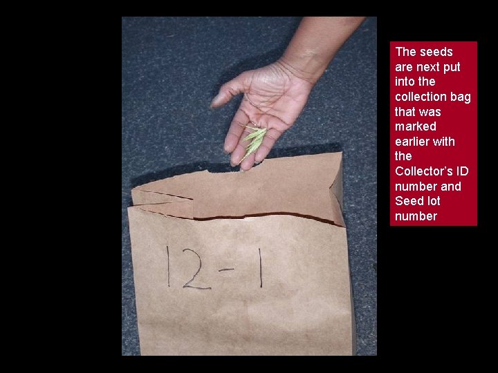 The seeds are next put into the collection bag that was marked earlier with